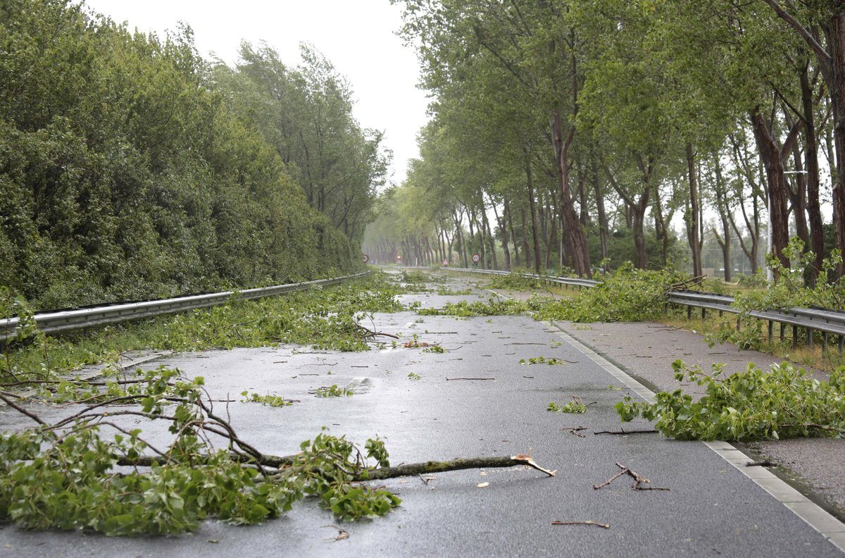 Trees on road