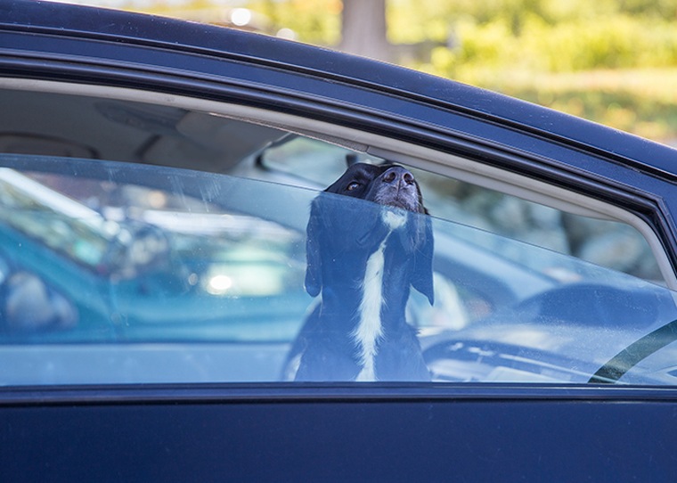 The law on leaving dogs in cars Leasing Options